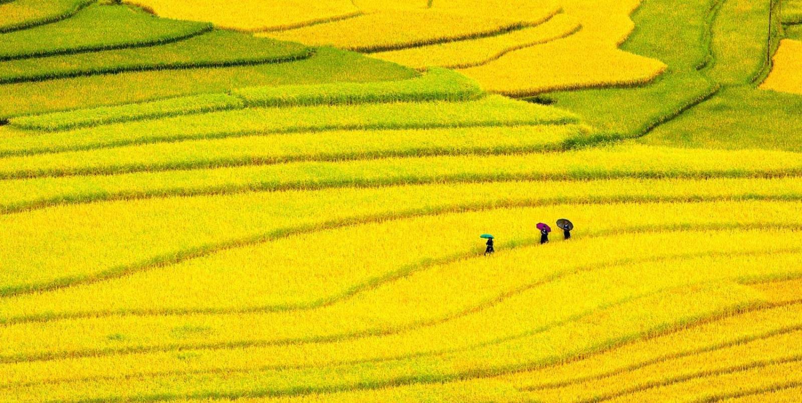 4 Best Places to See Golden Rice Fields in Vietnam