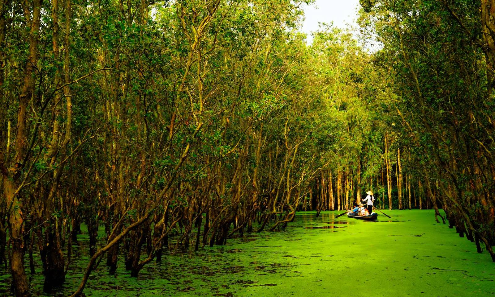 Tra Su Cajuput forest in Mekong Delta