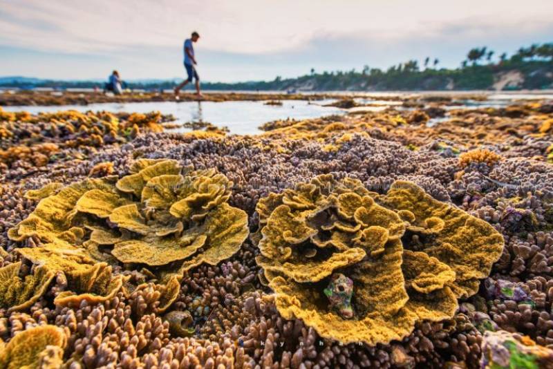 Hon Yen Island – An Ideal Place To Explore Stunning Corals - Tour Packages and Vacation | Ancient Orient Journeys