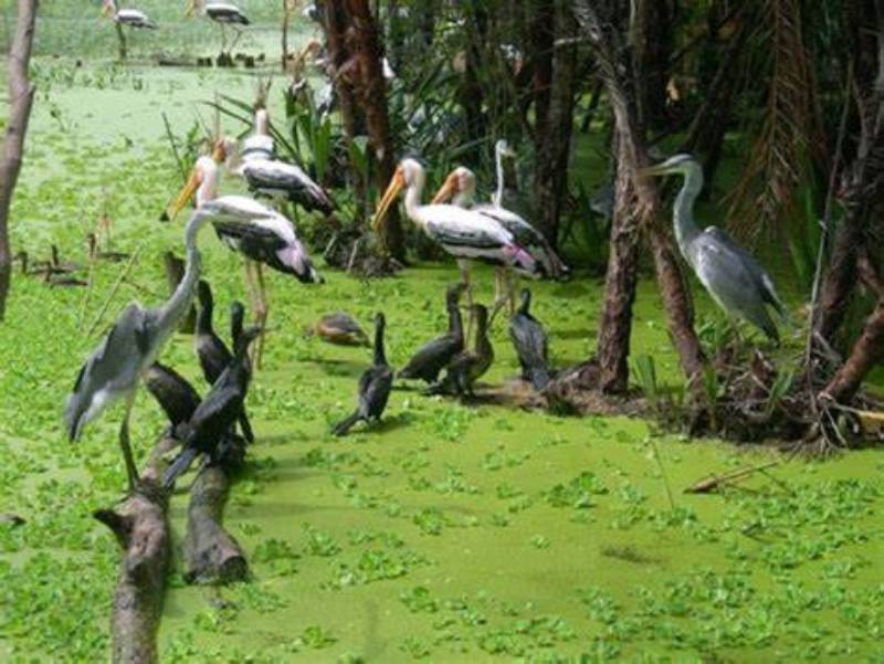 Bac Lieu Bird Garden - Bac Lieu Tours | Ancient Orient Journeys