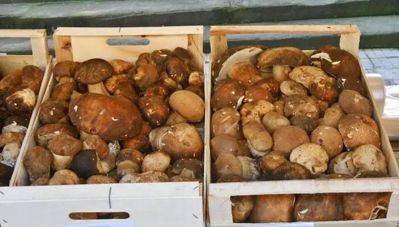 Matsutake Festival| Ancient Orient Journeys