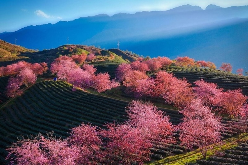 Sapa Tours