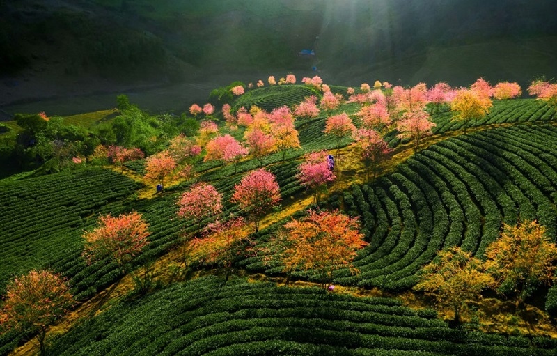 See Cherry Blossoms at O Long Tea Hill